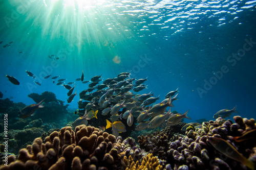 Underwater world with fish on background