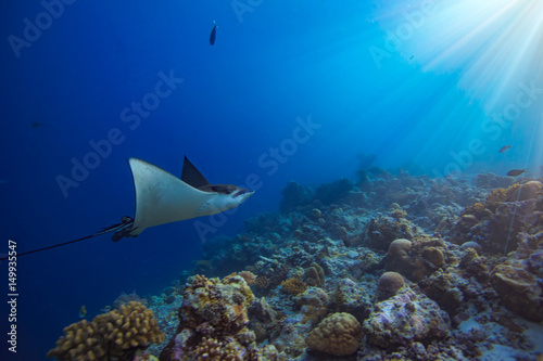 Eagleray in motion in blue water of Indian ocean in Maldives
