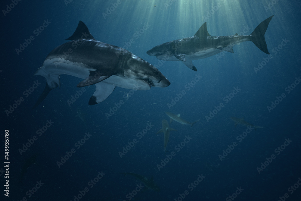 Sharks in the ocean underwater background