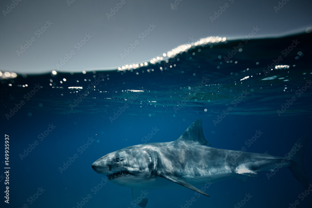 Fototapeta premium Great White Shark