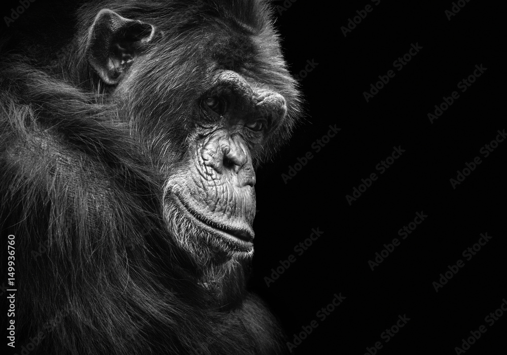 Fototapeta premium Czarno-biały portret szympansa z kontemplacyjnym spojrzeniem