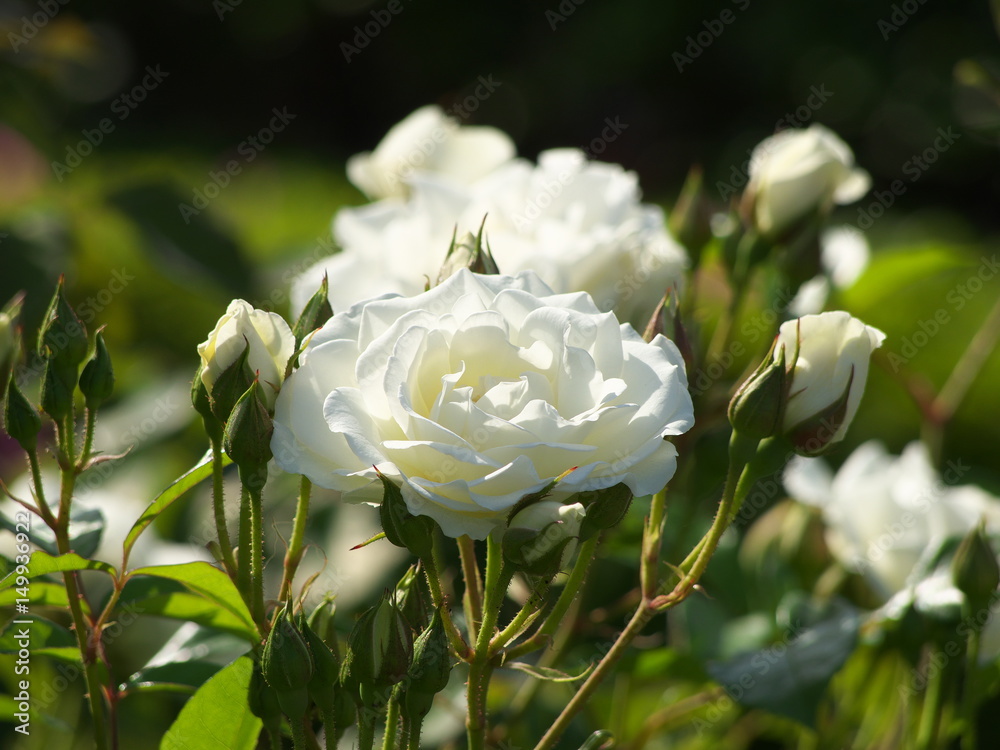 Obraz premium ばら