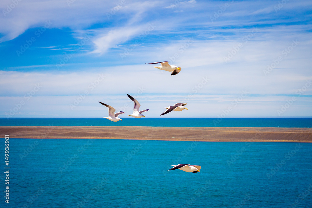 Seagulls flying inside Valdes Peninsula nature reserve, Patagonia, Argentina, South America.