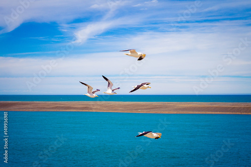 Seagulls flying inside Valdes Peninsula nature reserve, Patagonia, Argentina, South America. photo