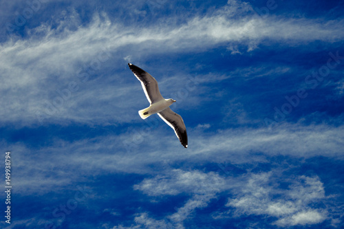 Seagull flying alone in the sky of Pensinula Valdes in Patagonia Argentina - South America.