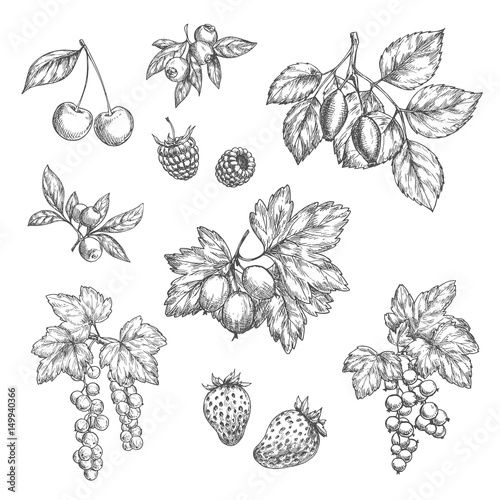 Vector sketch icons of fresh berries and fruits