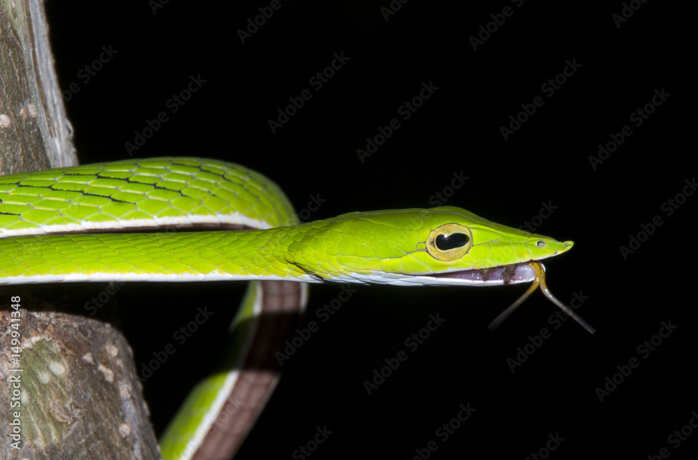 Obraz premium The green vine snake