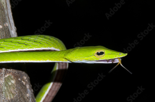 The green vine snake 