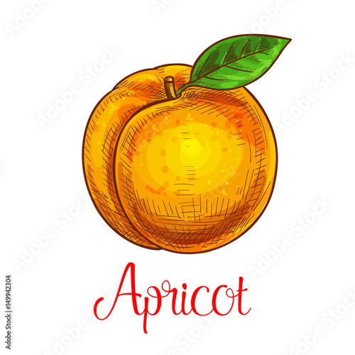 Apricot vector sketch isolated fruit icon