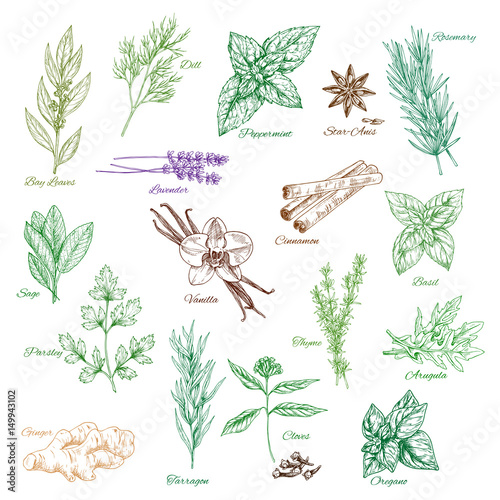Vector icons spice seasonings or herb flavorings