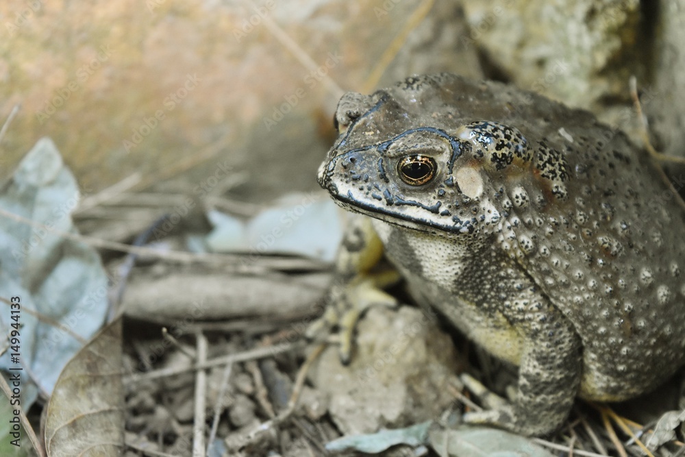 Asian common toad on dry brown leaves, ,Duttaphrynus melanostictus
