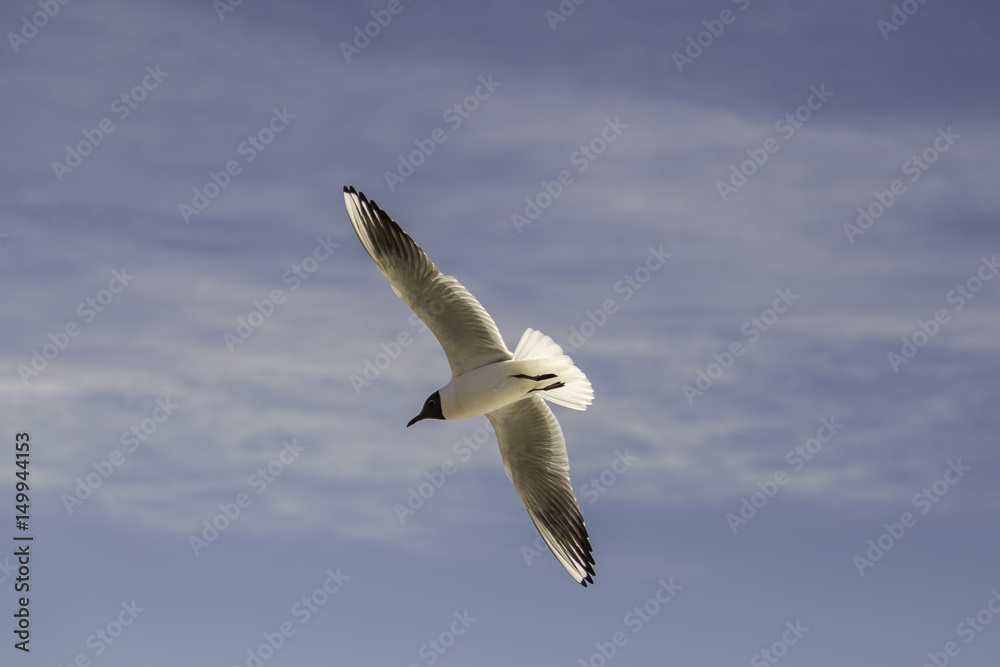 Fototapeta premium Black-headed Gull Flying