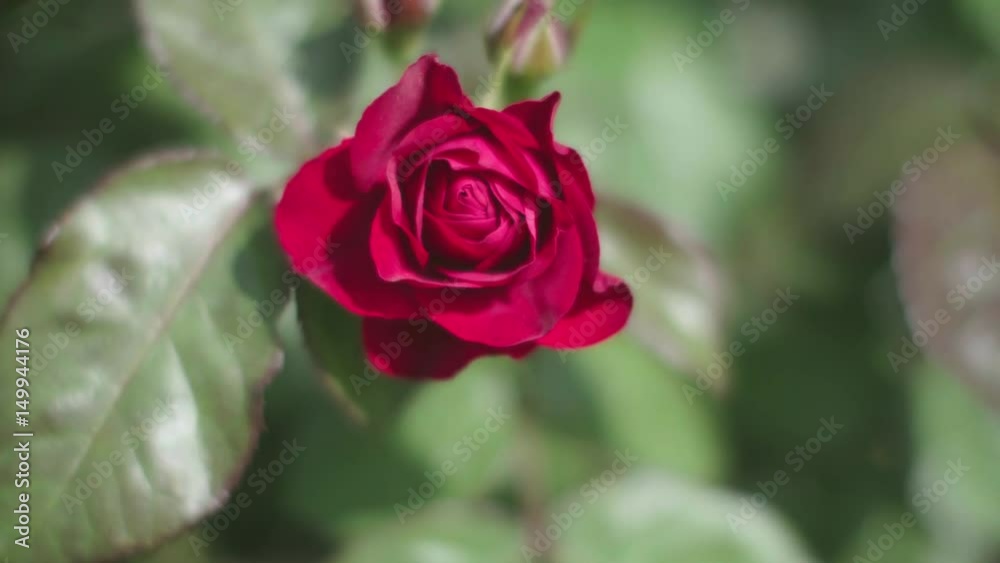 Single red rose swinging in wind, close up
Single red rose swinging in wind, close up