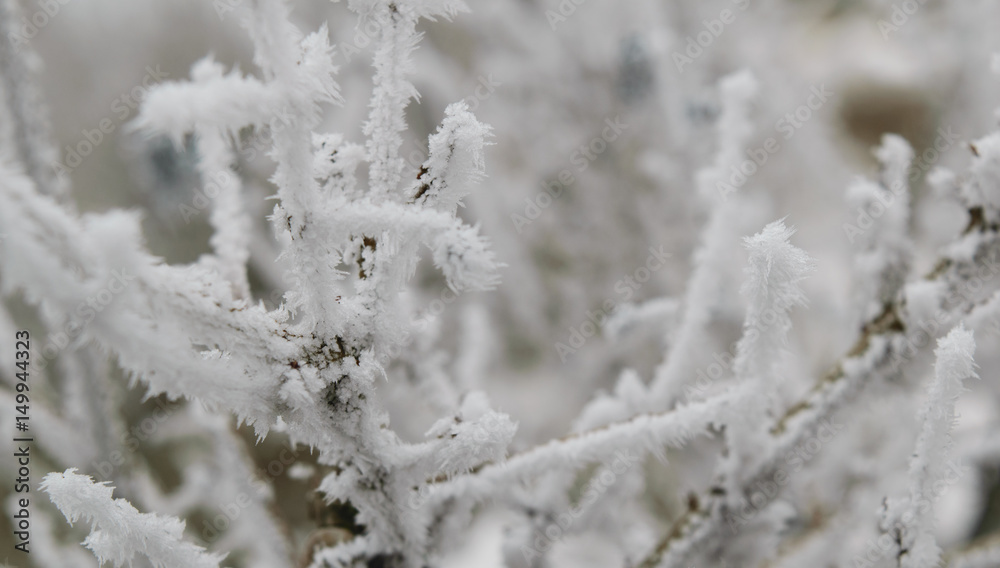 grass covered with hoarfrost