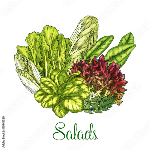 Salads and leafy vegetables vector poster