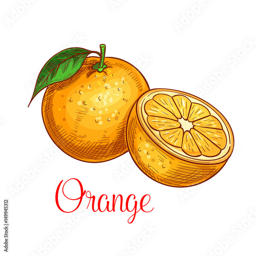 Orange vector sketch isolated fruit icon