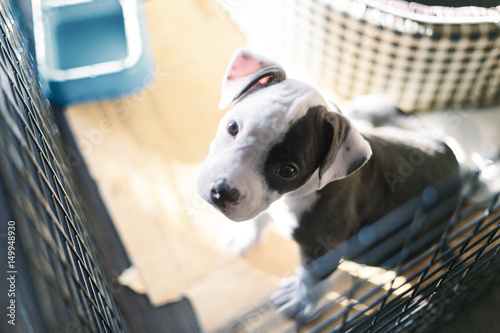 Young bully dog in cage looking a camera and need to go out.