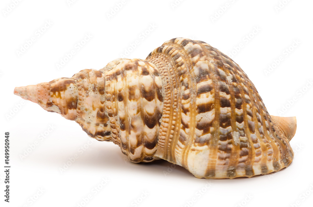 Very big seashell