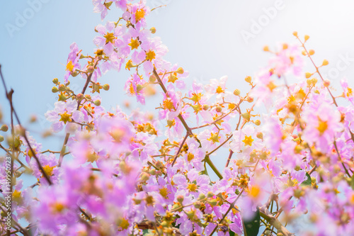 The background image of the colorful flowers