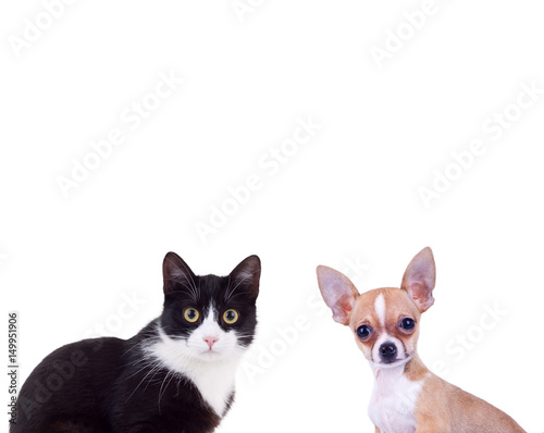 black and white cat near little chiwawa puppy dog photo