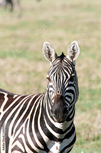 Zebraportrait im sonnigen Tansania