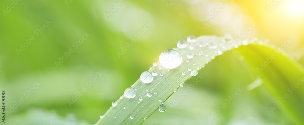 Fresh grass with dew drops close up - obrazy, fototapety, plakaty 