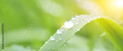 Panel kuchenny z motywem Fresh grass with dew drops close up