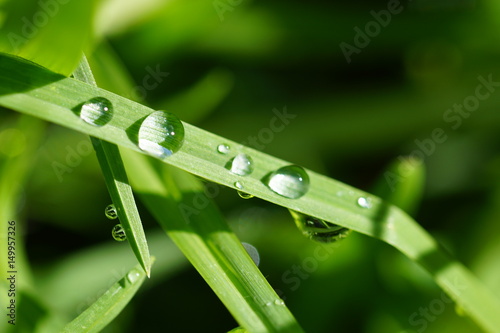 Closed up Water Drops on Grass