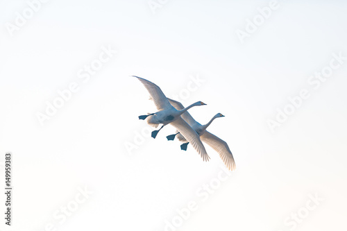 A pair of whooper swans flying together in the sky