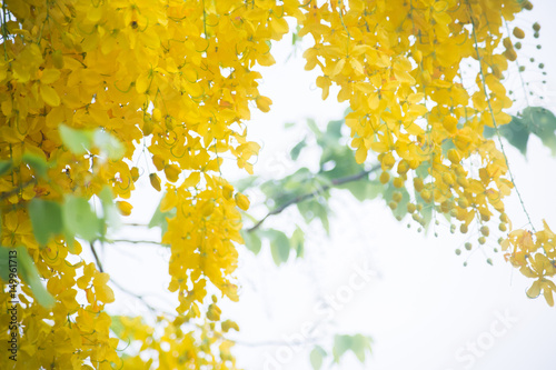  Golden Shower Tree photo