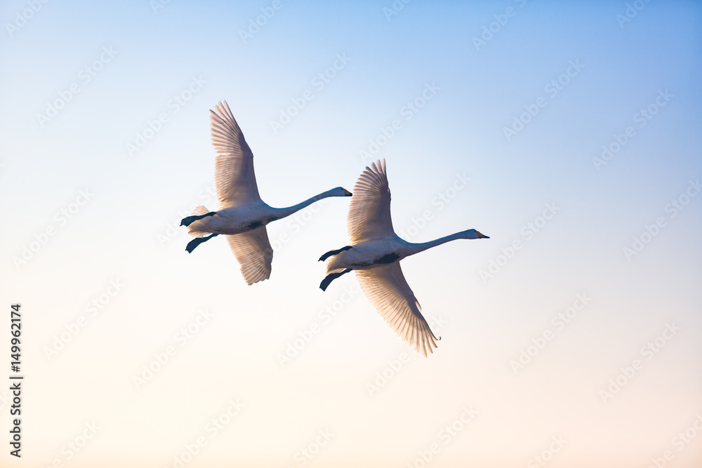 Fototapeta premium A pair of whooper swans flying together in the sky