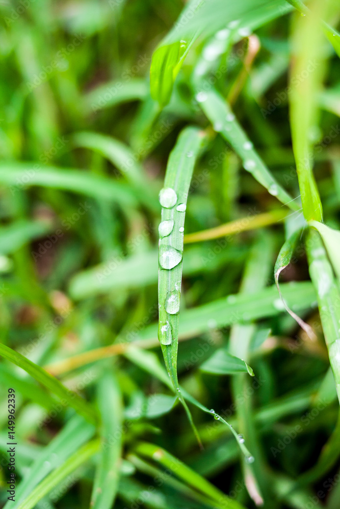 Green grass Green grass