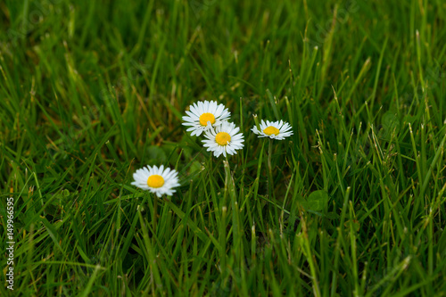 Gänseblümchen auf Wiese mit Gras