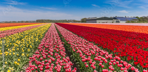 Colorful tulips and a farm in Noordoostpolder photo