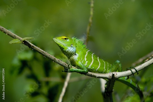 common green forest lizard