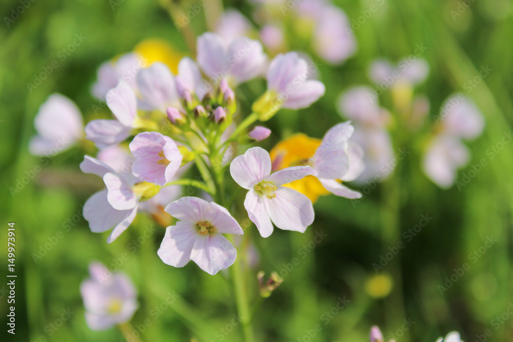 White wildflowers in green grass, macro photo White wildflowers in green grass, macro photo