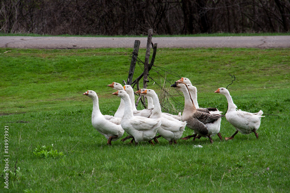 Flock of geese grazing on grass in spring field Flock of geese grazing on grass in spring field