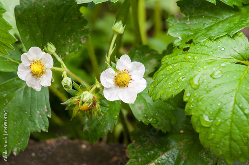 Strawberry flowers