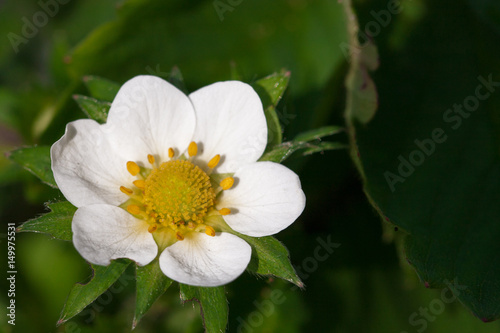 Closeup macro strawberry flower blossom at sunny summer day