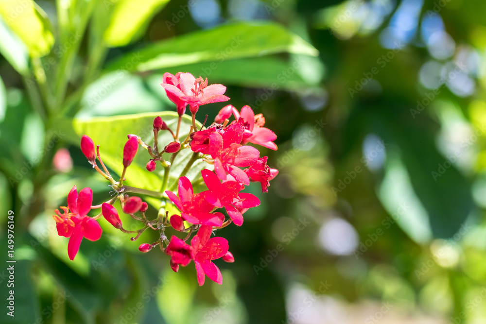 Fresh flowers background outdoors in the park of Bali island, Indonesia. Nature floral background. Fresh flowers background outdoors in the park of Bali island, Indonesia. Nature floral background.