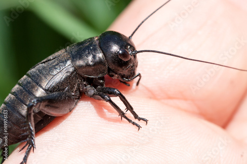 hand holding field cricket outdoors. Gryllus campestris