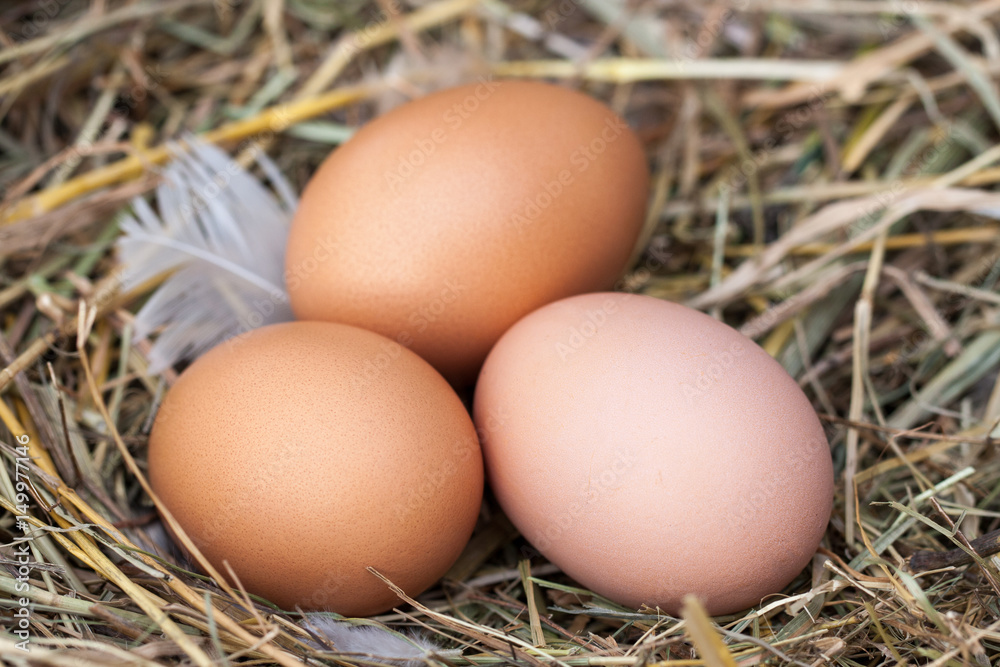 Three chicken eggs lying in the nest of straw