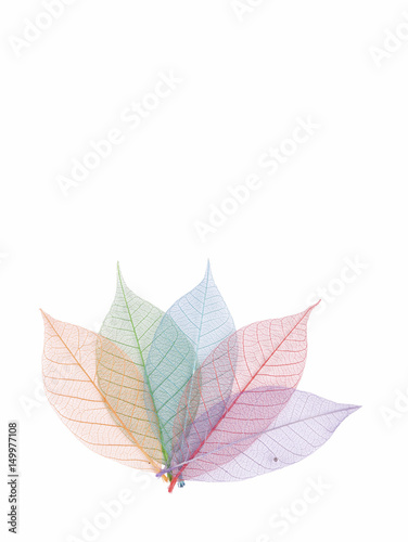 Real leaf with detail vein and various colors