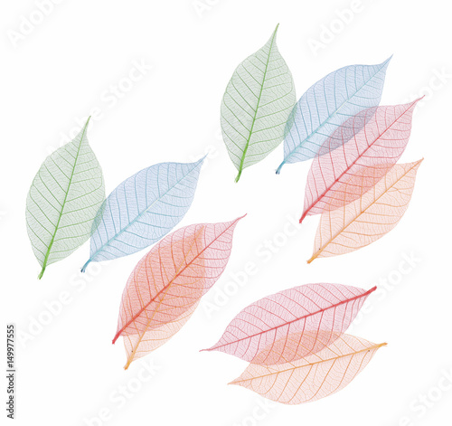 Real leaf with detail vein and various colors