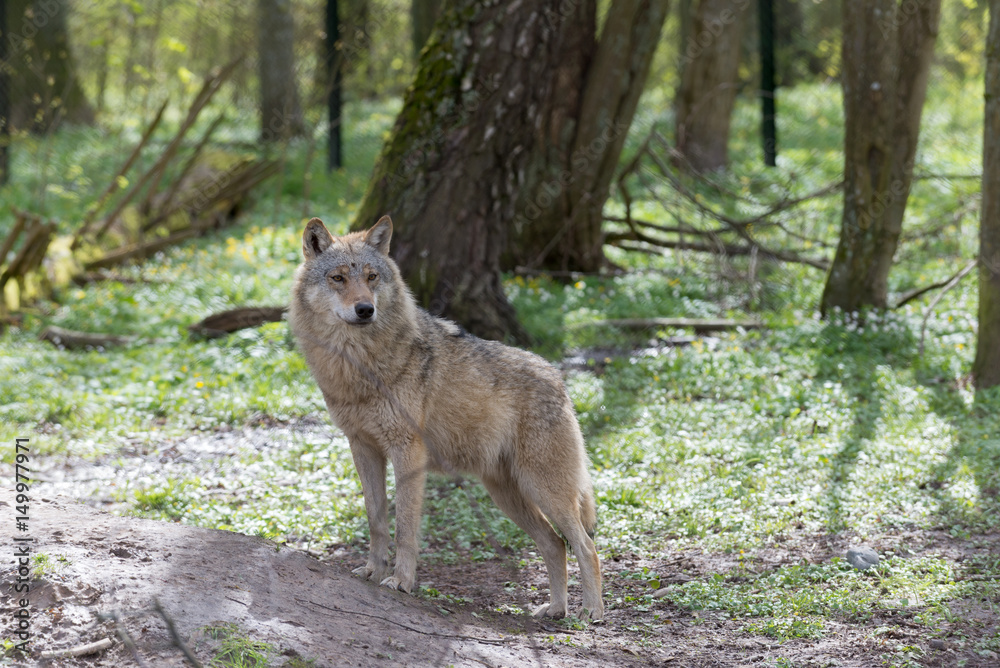 Fototapeta premium Wilk w puszczy 