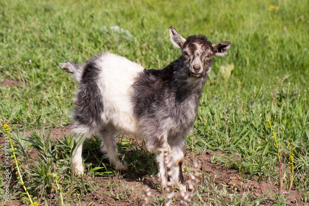 One little kid goat is grazing on the grass One little kid goat is grazing on the grass