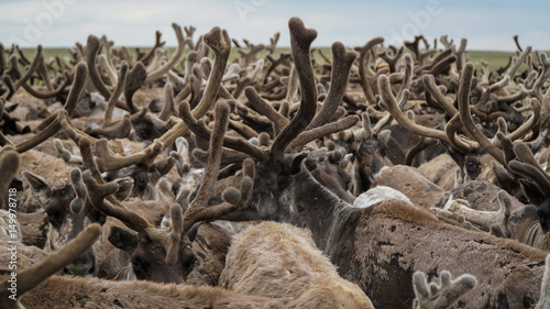 A herd of reindeer, closely standing in the paddock. The Yamal Peninsula. Summer.