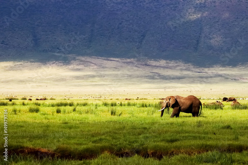 Wild african elephant in green grass in the Ngorongoro Conservation Area on the background of mountains photo