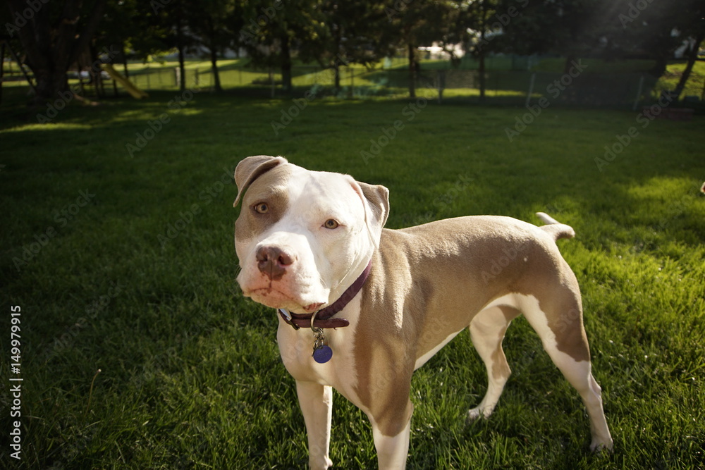 Pitt Bull Pitt Bull