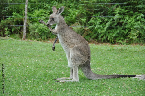 Australia - Newcastle-kangaroo